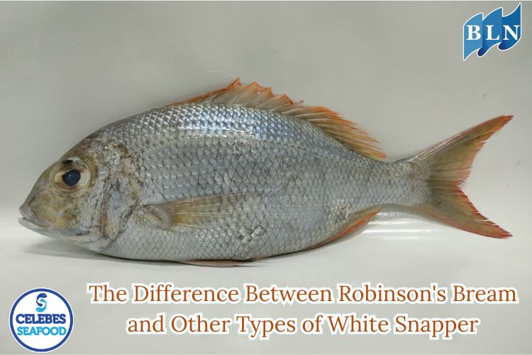 The Difference Between Robinson's Bream and Other Types of White Snapper